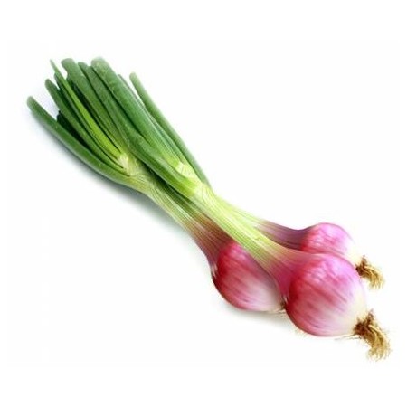 CIPOLLOTTO ROSSO TROPEA FRESCO